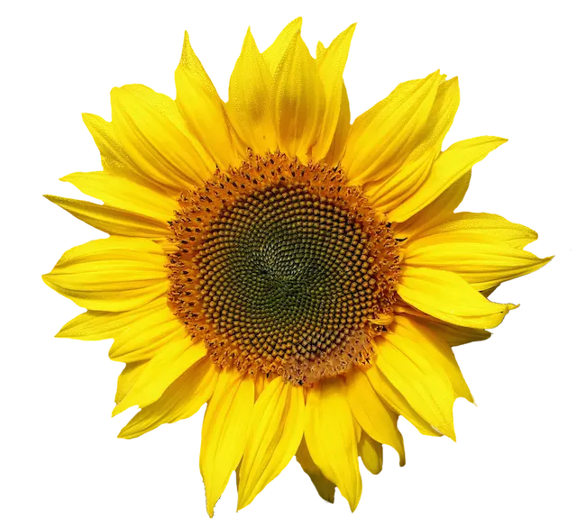 Sonnenblume, freigestellt