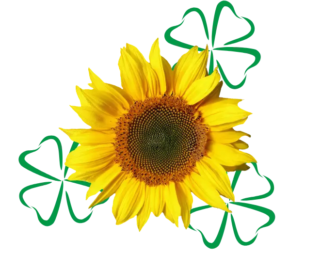 Gelbe Sonnenblume vor grünem Hintergrund mit Kleeblatt-Symbolen.